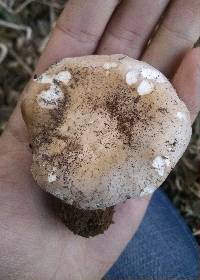 Clitocybe brunneocephala image