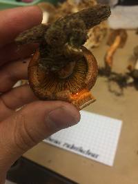 Lactarius rubrilacteus image