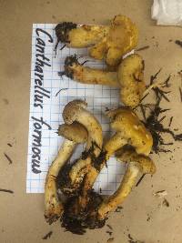 Cantharellus formosus image