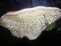 Fomitopsis mounceae image