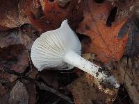 Hygrophorus roseobrunneus image