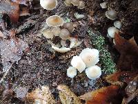 Mycena inclinata image