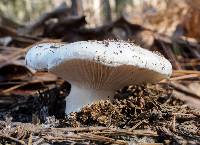 Hygrophorus ponderatus image