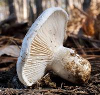 Hygrophorus ponderatus image