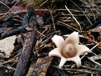 Geastrum elegans image