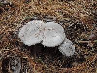 Tricholoma pseudoterreum image