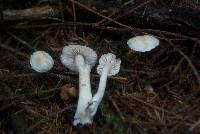 Tricholoma inamoenum image