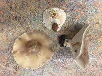 Clitocybe brunneocephala image