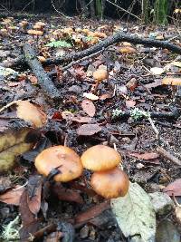 Armillaria sinapina image