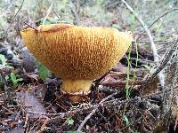 Suillus caerulescens image