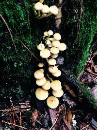 Hypholoma capnoides image