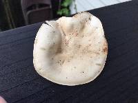 Clitocybe brunneocephala image