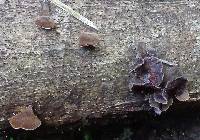 Auricularia polytricha image