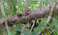 Auricularia polytricha image