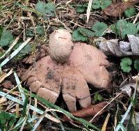 Geastrum rufescens image