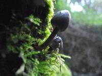 Mycena stipata image