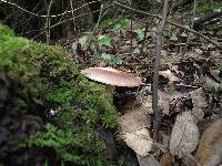 Russula vesca image