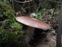 Russula vesca image