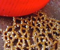 Polycephalomyces tomentosus image