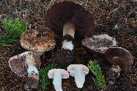 Agaricus lilaceps image