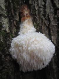 Hericium americanum image