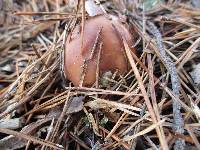 Suillus neoalbidipes image