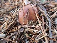 Suillus neoalbidipes image