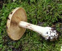 Cortinarius citrinifolius image