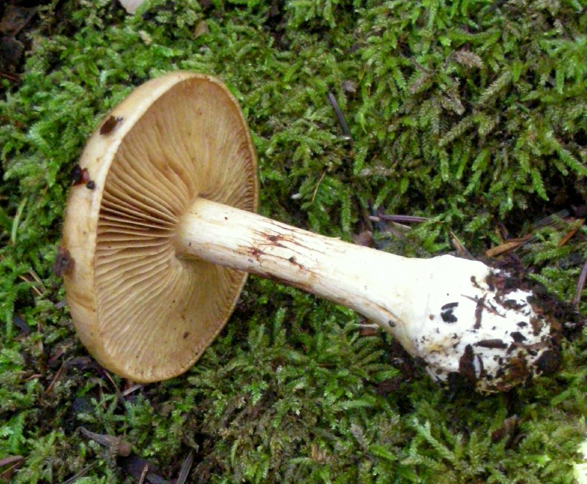 Cortinarius citrinifolius image