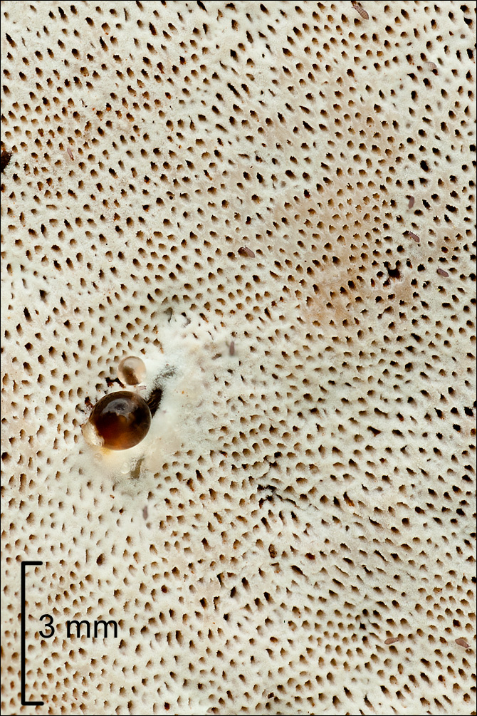 Ganoderma resinaceum image