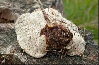 Ganoderma resinaceum image