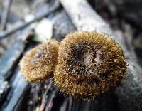 Lentinus stuppeus image