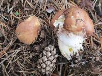 Suillus neoalbidipes image