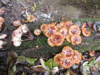 Armillaria nabsnona image