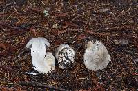 Tricholoma pardinum image