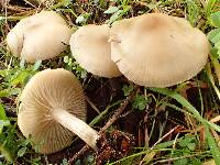 Clitocybe brumalis image