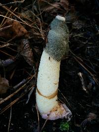 Phallus ravenelii image