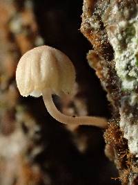 Mycena corticola image