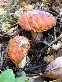 Leccinum manzanitae image