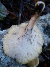 Polyporus leptocephalus image