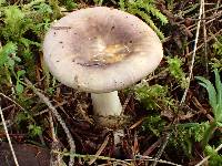 Russula placita image