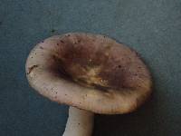 Russula placita image