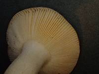 Russula placita image