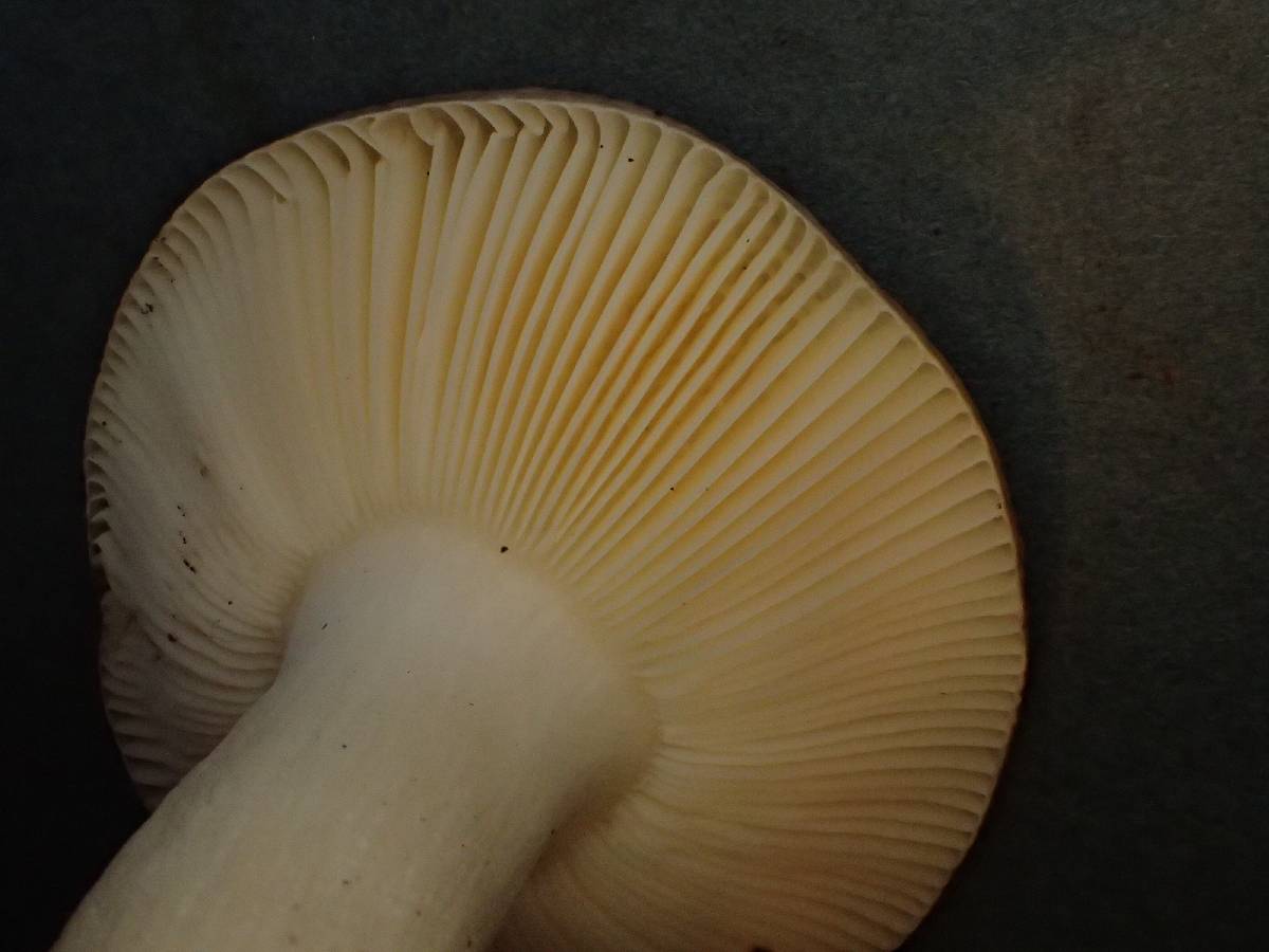 Russula placita image