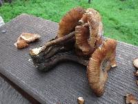 Armillaria nabsnona image