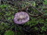 Russula cistoadelpha image