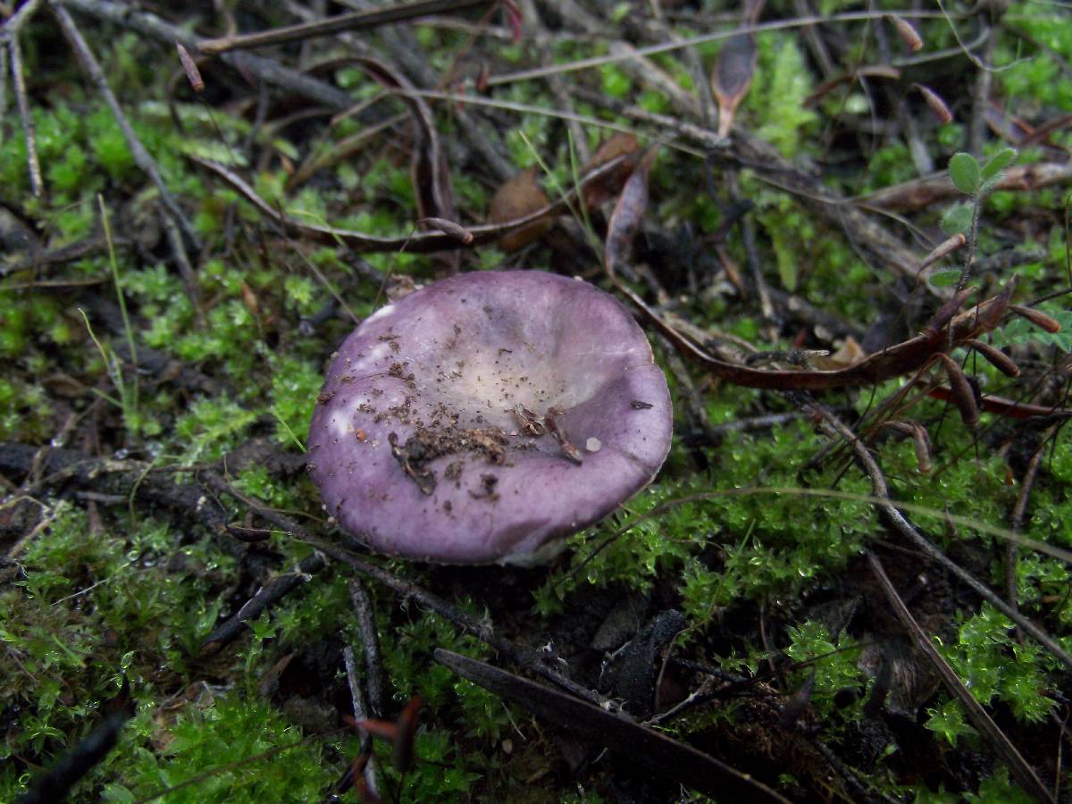 Russula cistoadelpha image