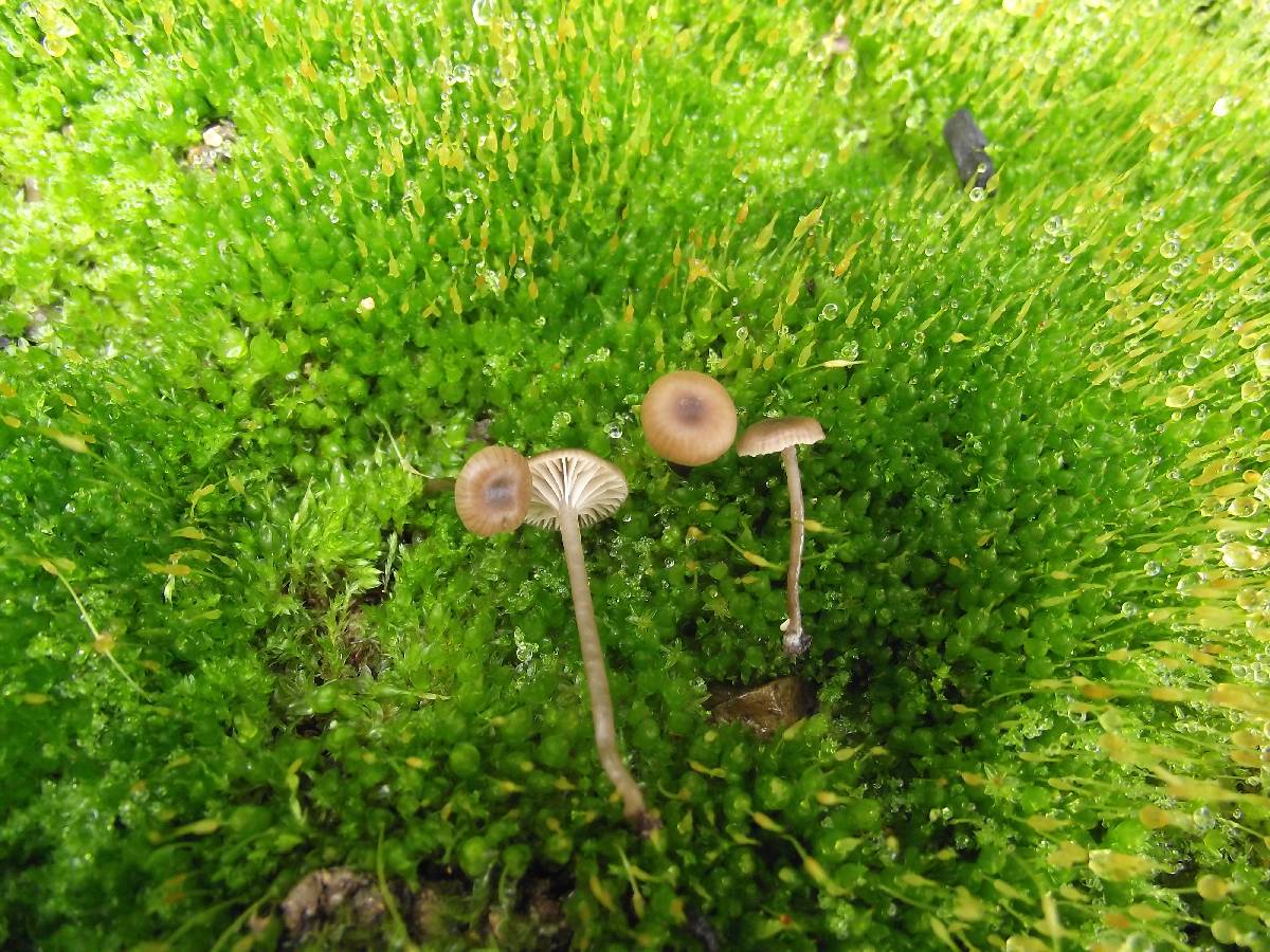 Tephrocybe atrata image