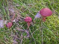 Suillus spraguei image