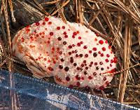 Hydnellum peckii image